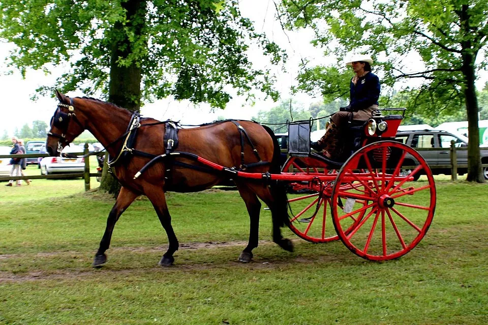 Cheval attelé à une voiture hippomobile