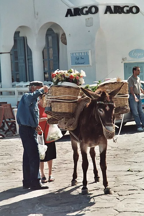 Cheval portant des charges à l’aide d’un bât