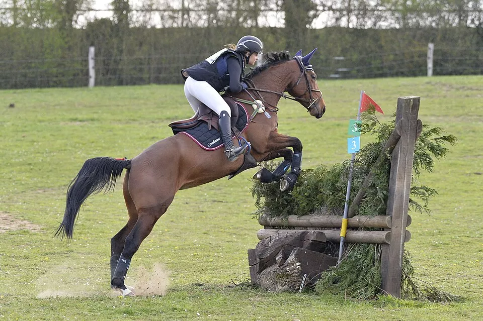 Cheval et cavalier sur un parcours de concours complet