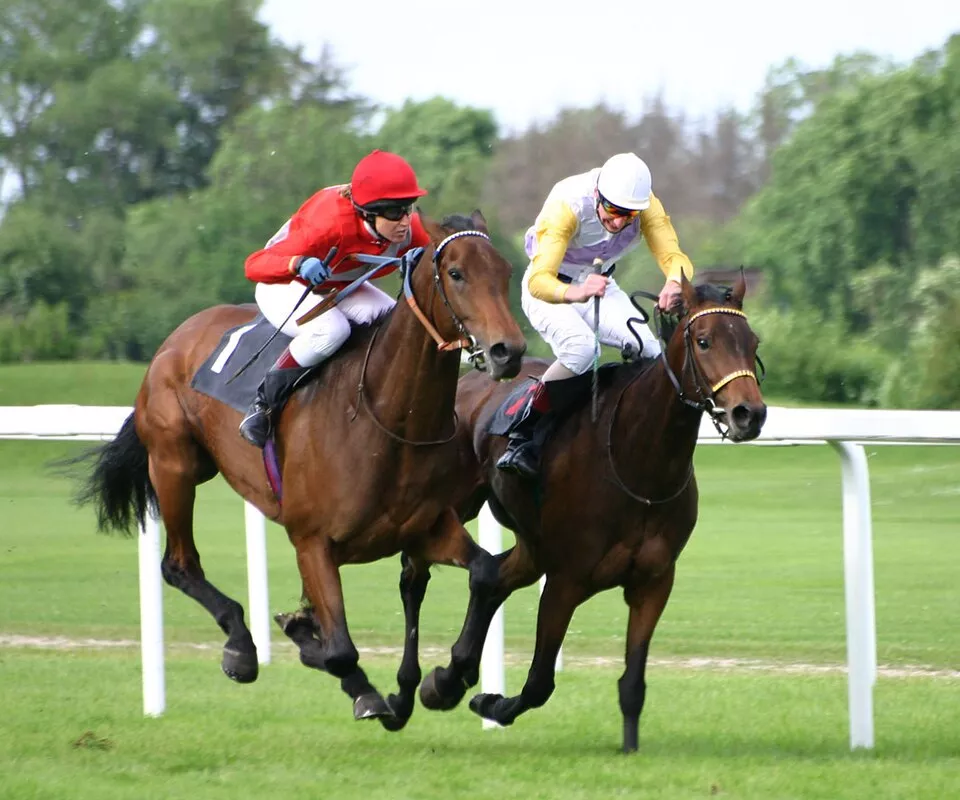 Chevaux participant à une course hippique