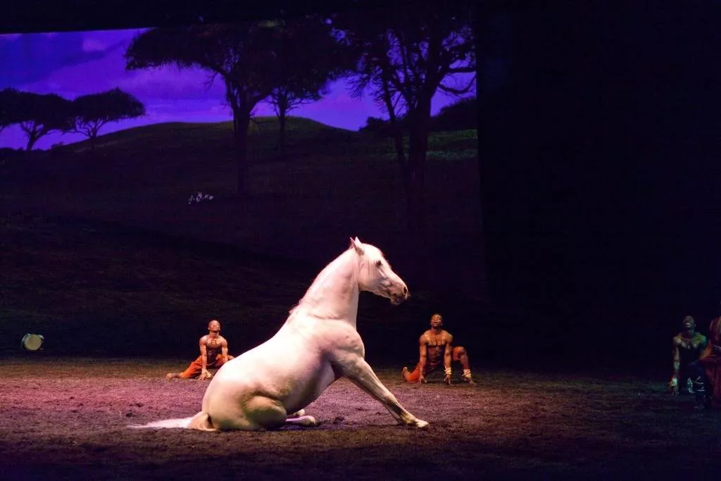 Cheval participant à un spectacle équestre