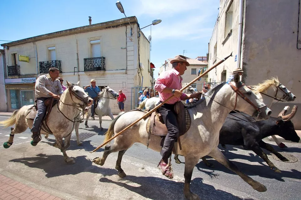 Cavalier à cheval conduisant du bétail