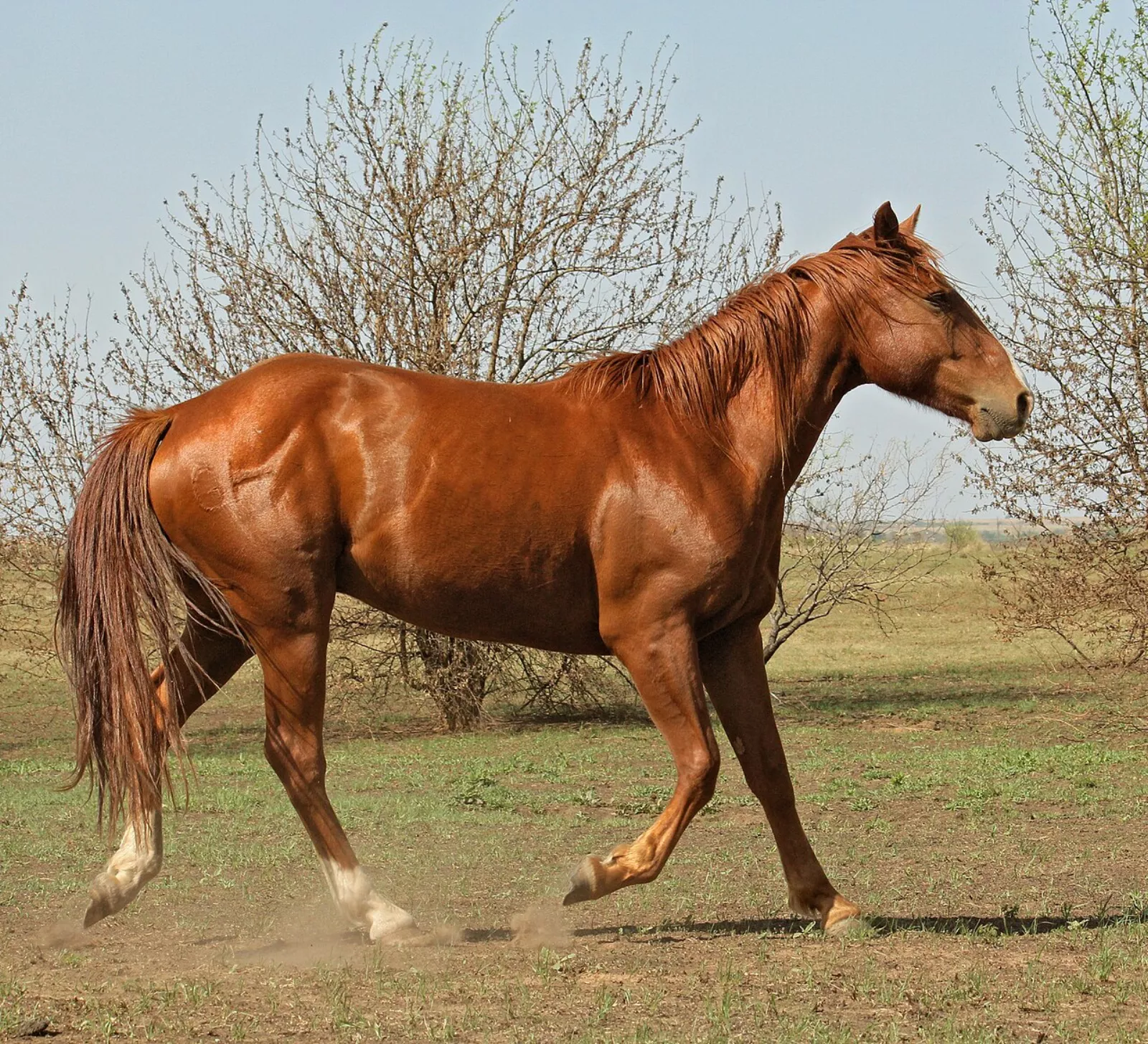 Chestnut horse with a red body and matching mane and tail