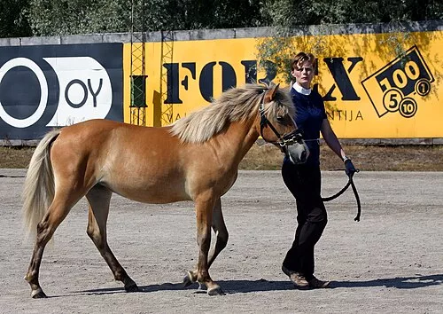 Silver bay horse with a brown coat, lightened mane and tail, and brownish or grayish points
