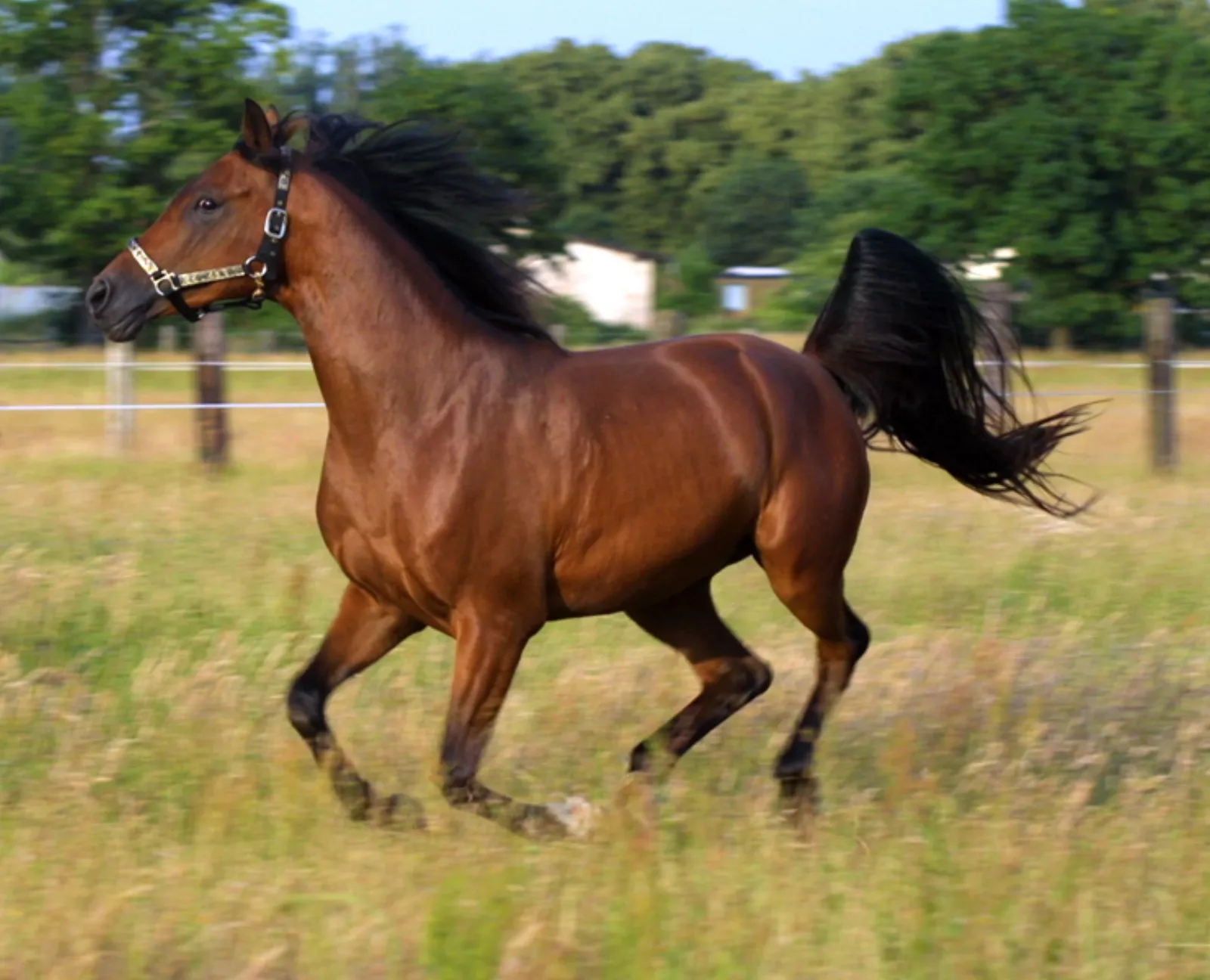 Cheval bai présentant un corps brun, des crins noirs et des extrémités noires