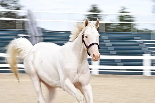 White horse with an entirely white coat and pink skin visible around the eyes and muzzle