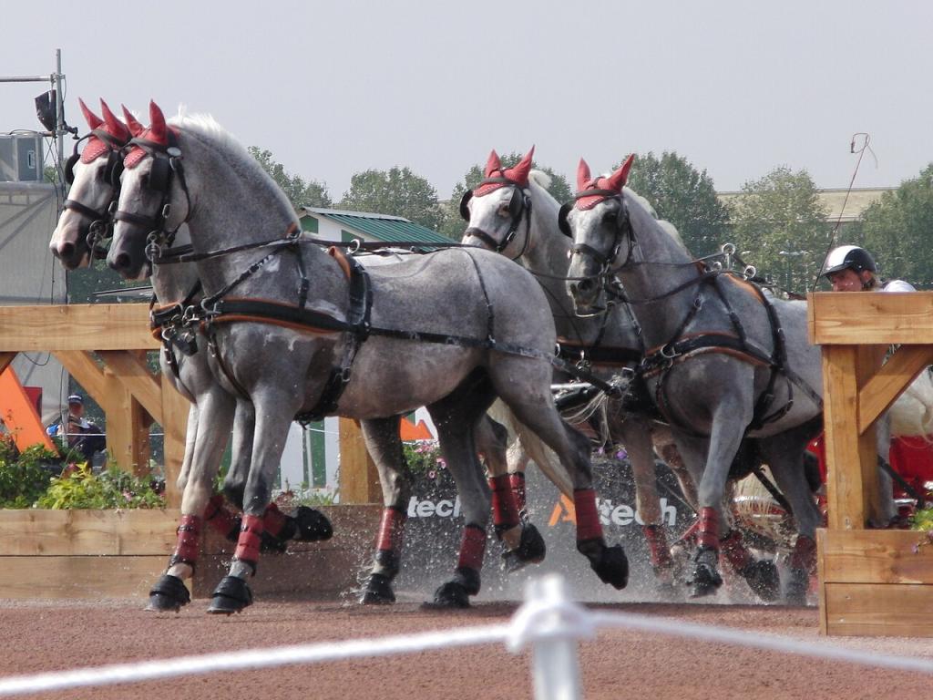 Team dans un obstacle de marathon - CC BY-SA 4.0 - Eponimm 