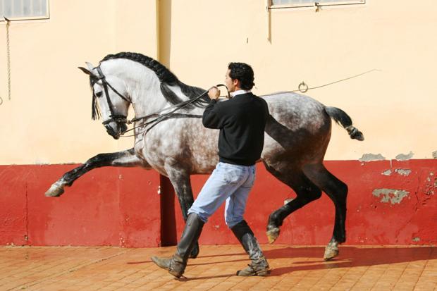 Cheval de pure race espagnole. - CC BY-SA 3.0 - Realinou 