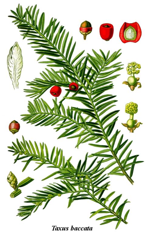Taxus baccata - CC BY-SA 3.0