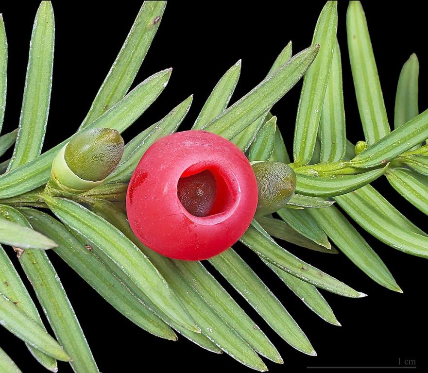Taxus baccata - CC BY-SA 4.0 - Photo :  Didier Descouens