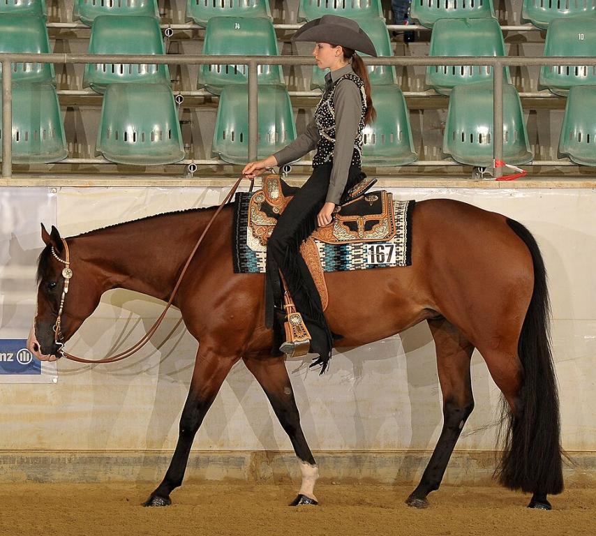 Quarter Horse bai monté en western pleasure. - CC BY-SA 4.0 - Esroh17