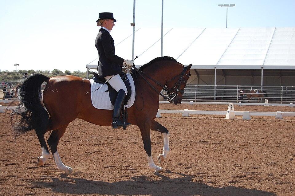 Concours de dressage au Scottsdale Arabian Horse Show. - CC BY 2.0 - fallingdominos