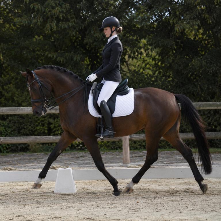 Cheval de dressage avec une encolure arquée travaillant en carrière avec sa cavalière