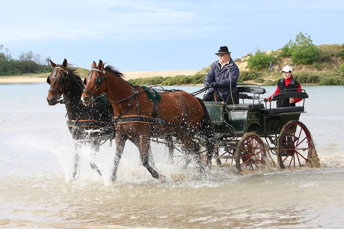 Attelage en paire avec wagonette dans l’eau. - CC BY-SA 4.0 - CLAVELLOUX