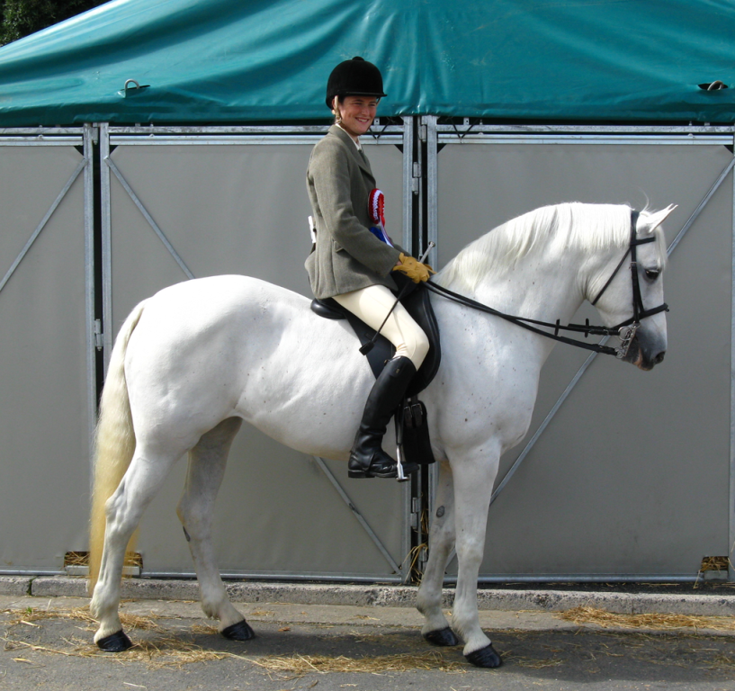 Connemara monté lors d'un concours au Dublin Horse Show en Irlande. - CC BY-SA 3.0 - Culnacreann 