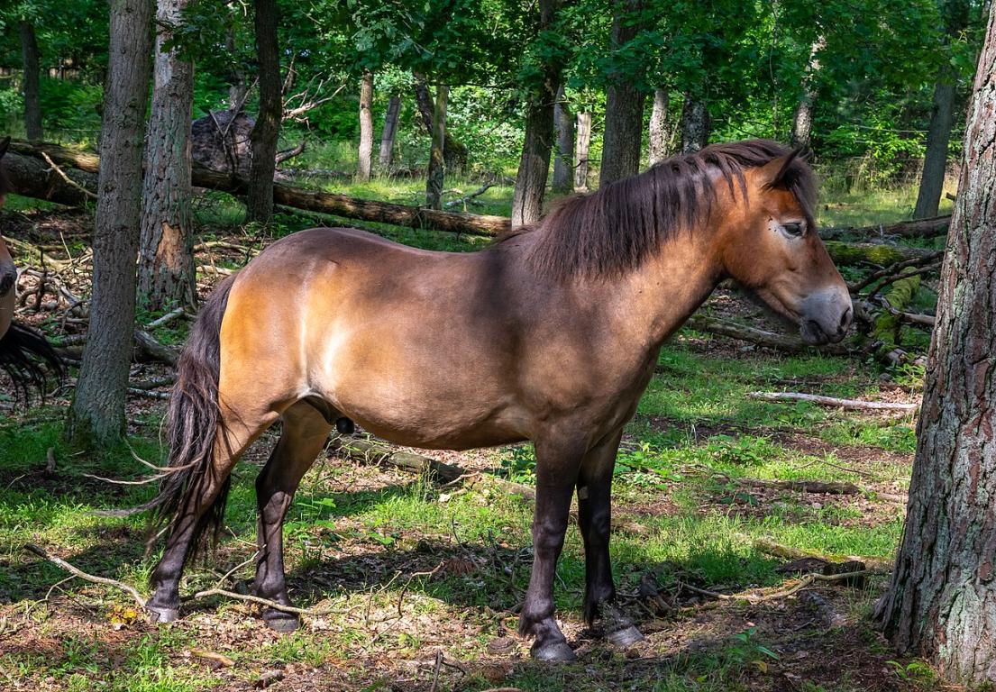 Poney Exmoor à Oerlinghausen, durant l'été. - CC BY-SA 4.0 - Tsungam 