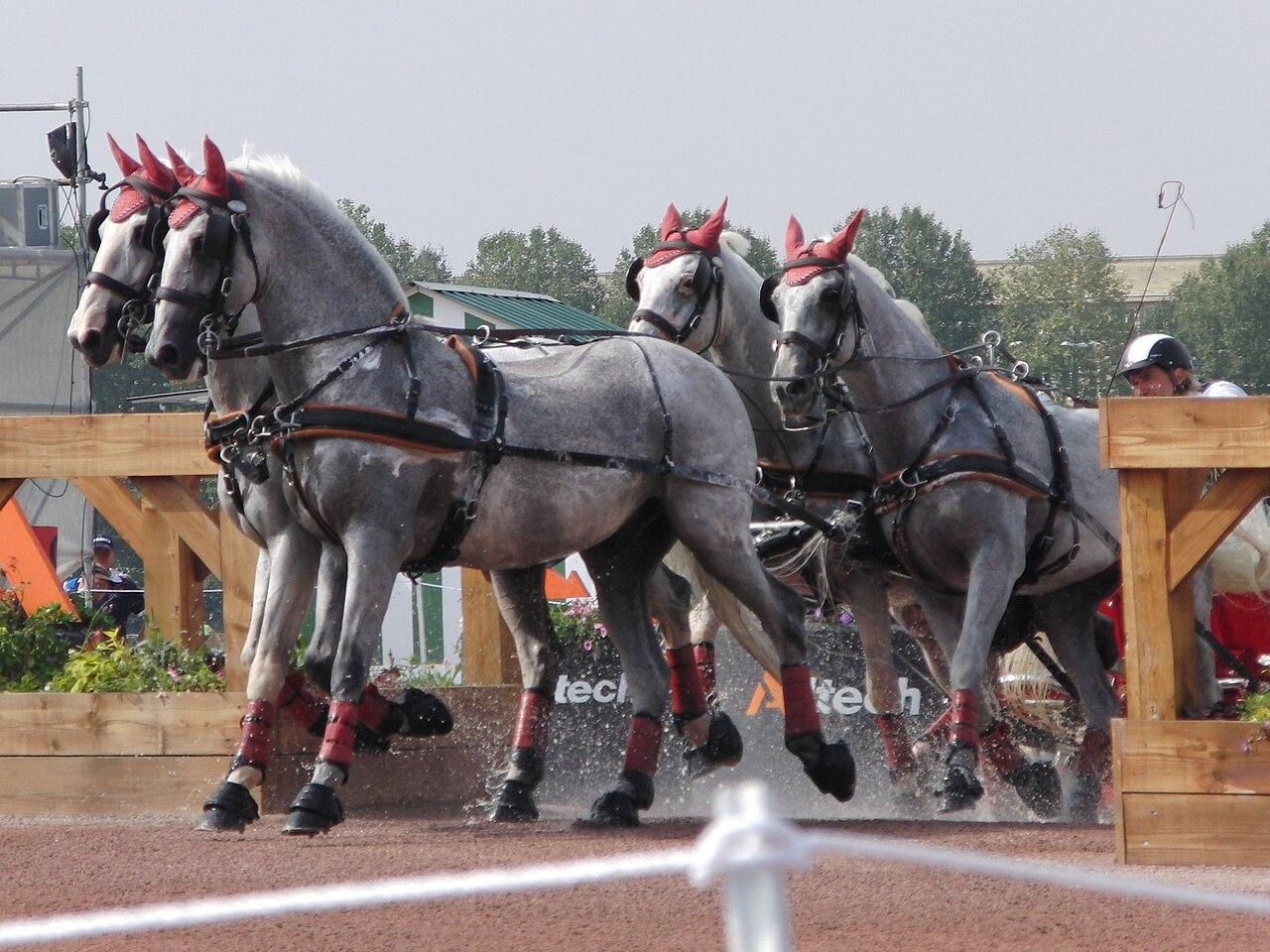 Team in a marathon obstacle – CC BY-SA 4.0 – Eponimm