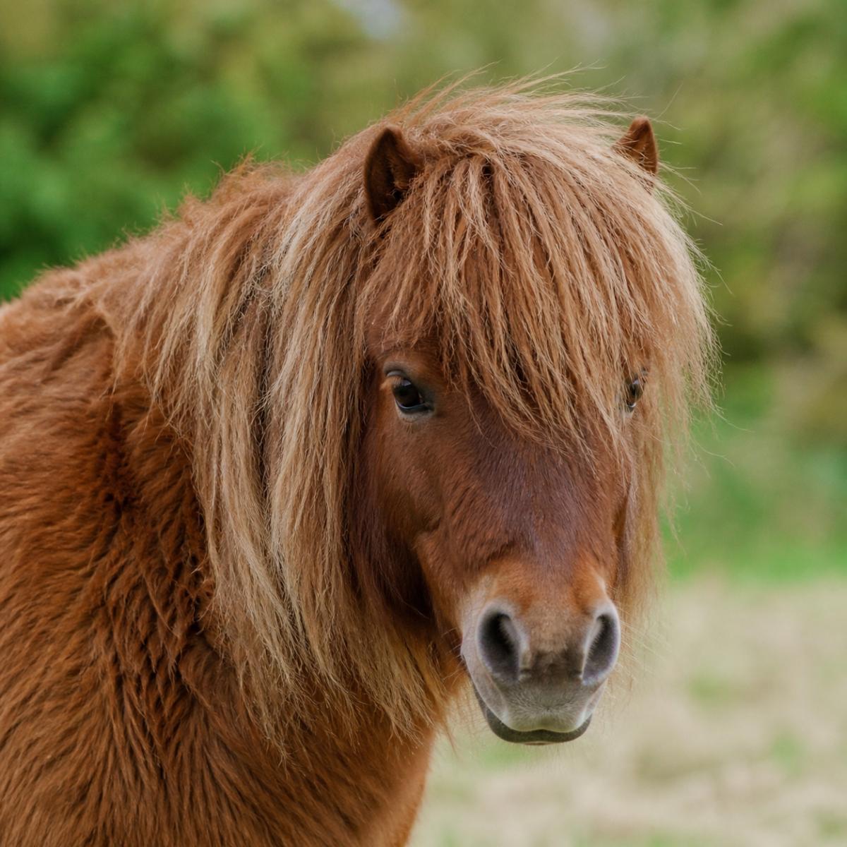 Portrait of a brown pony with an expressive gaze in a natural setting