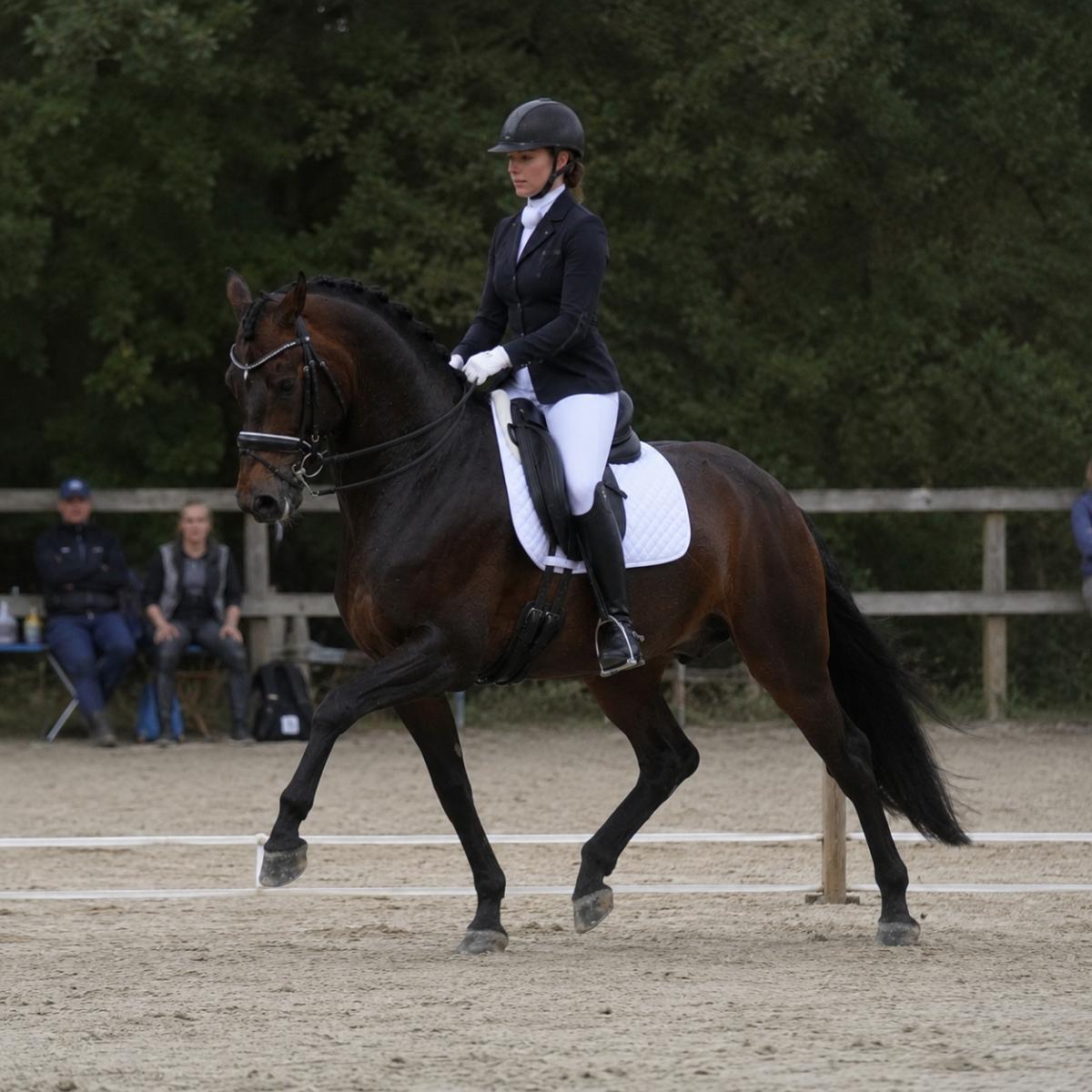 Dressage horse performing a collected trot with its rider during an outdoor competition