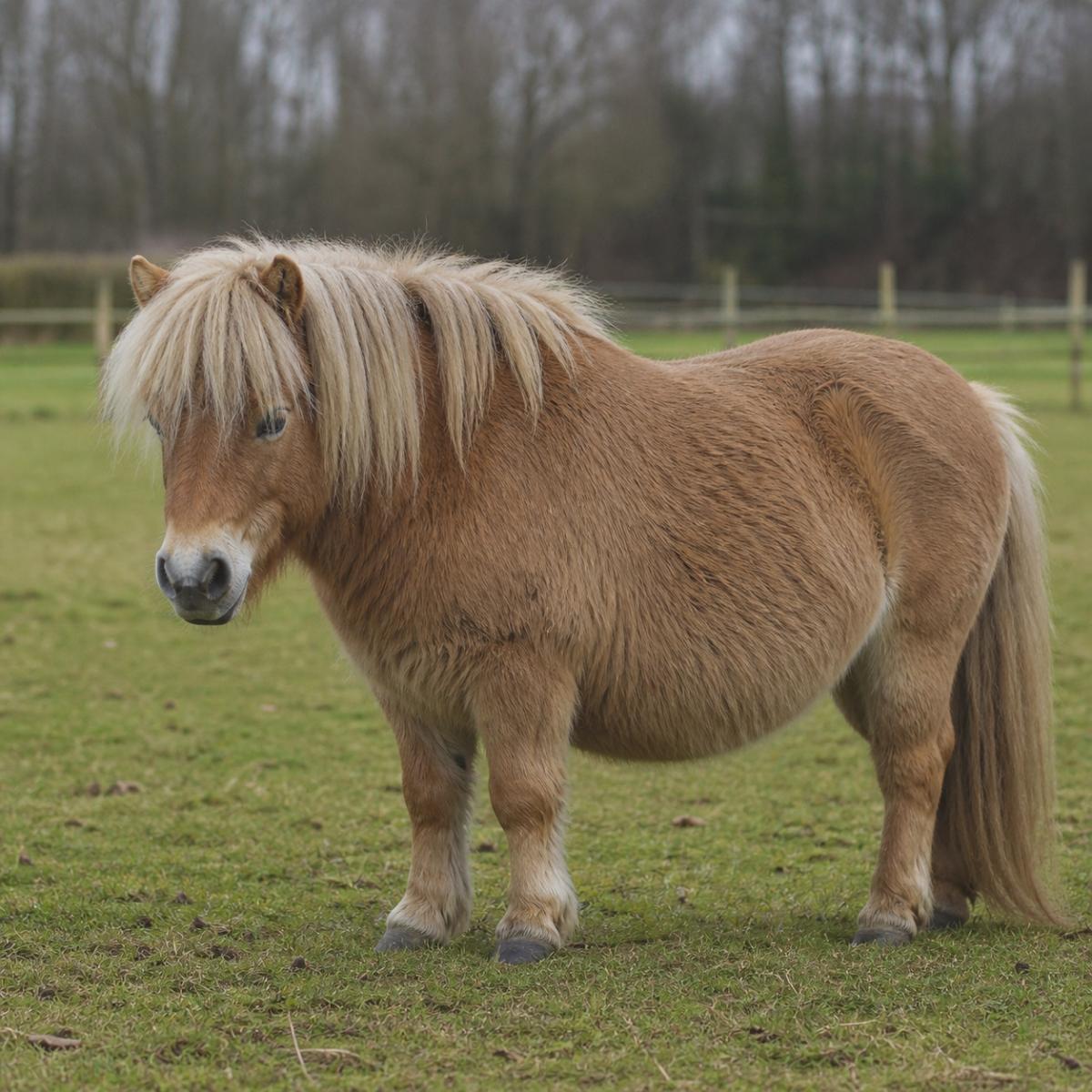 Overweight pony standing in a grassy pasture