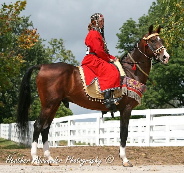 Étalon Akhal-Teke présenté en costume traditionnel. - CC BY 2.0 - Heather Moreton 