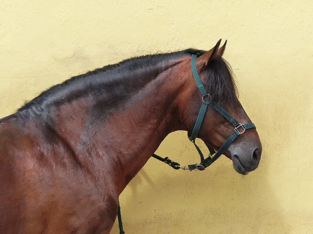 Tête d'un Alter Real de l'école d'équitation portugaise. - CC BY-SA 4.0 - Amélie Charles WMFr 