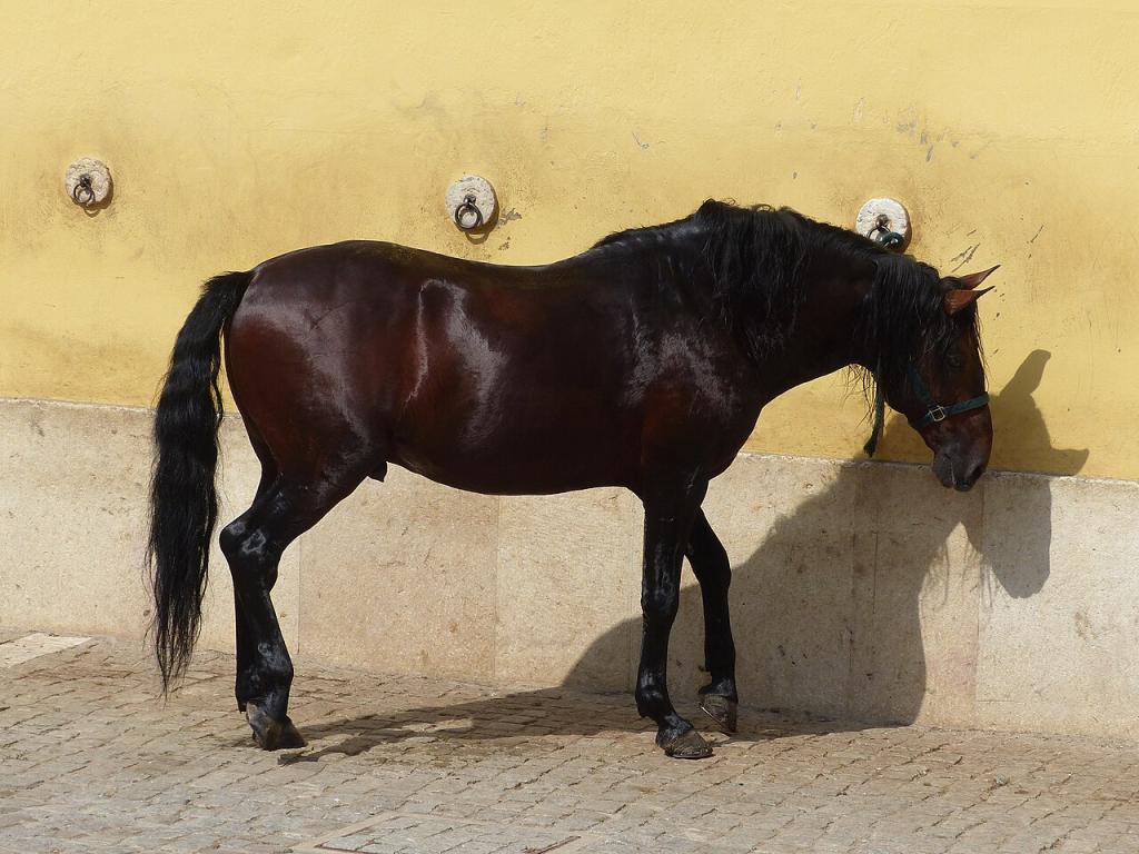 Cheval Alter Real de l'École portugaise d'art équestre, en 2023 - CC BY-SA 4.0 - Tsaag Valren 