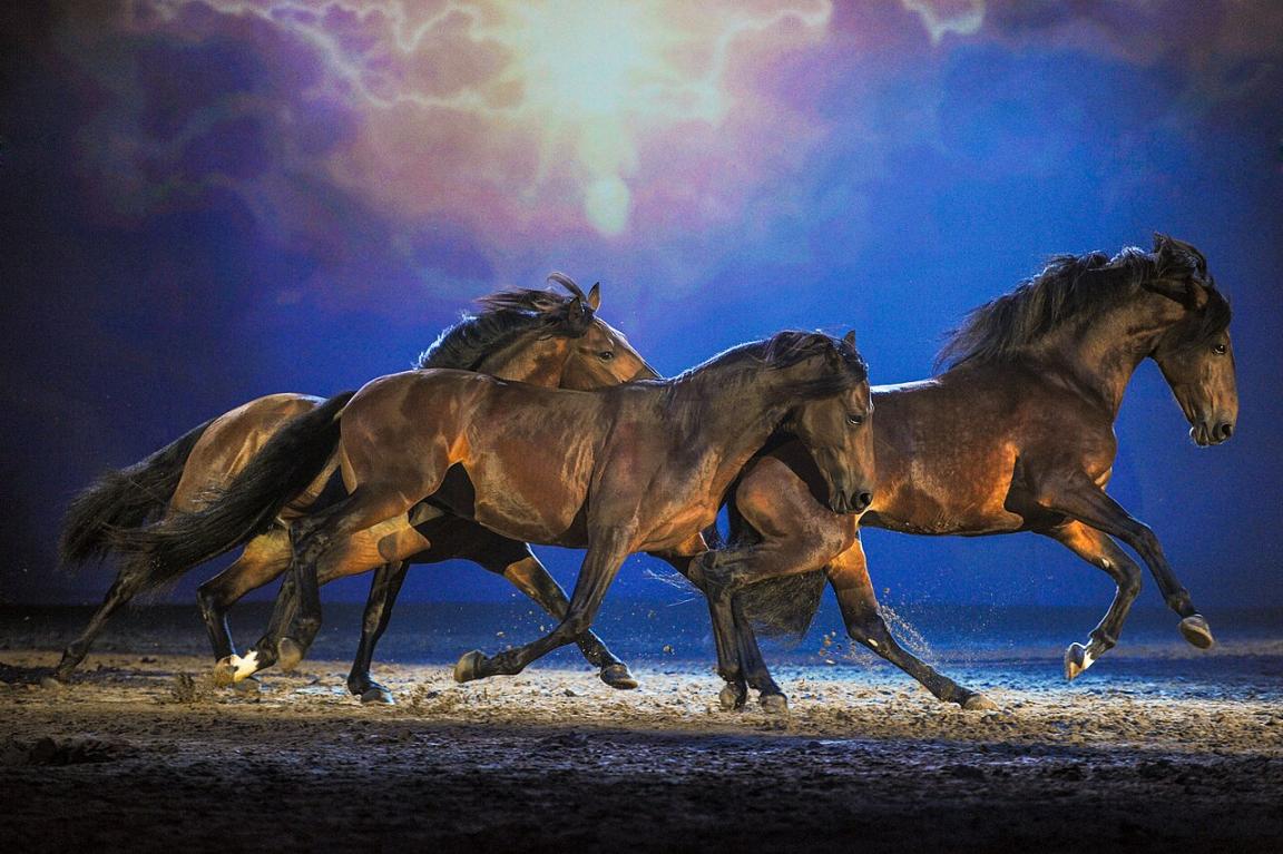 Chevaux Alter Real du spectacle Apassionata. - CC BY-SA 2.0 - Apassionata 