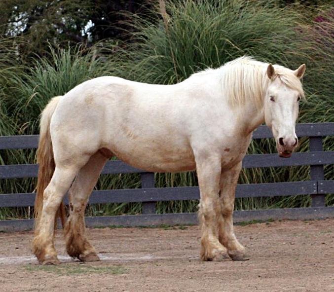 American Cream Draft Horse - CC BY 2.0 - Just chaos