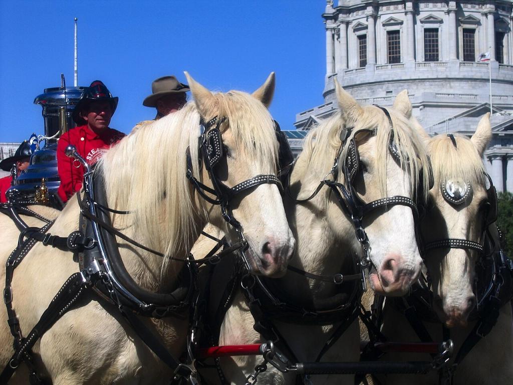 Attelage de trois Trait crème américains à un véhicule de pompiers lors d'une célébration du centenaire du séisme de 1906 à San Francisco. -  CC BY-SA 2.0 - Dawn Endico 