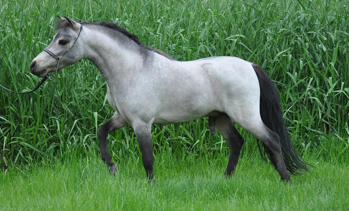 Cheval miniature américain - CC BY 3.0 - Larrywalmart 