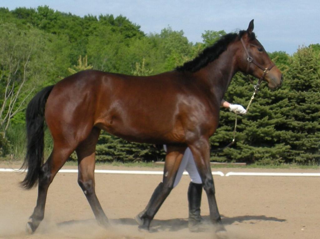  « Rock's Anne », une pouliche American Warmblood de deux ans présentée en main - CC BY-SA 4.0 - Josette 