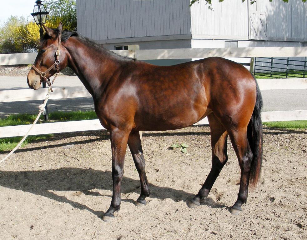 Pouliche American Warmblood de deux ans - CC BY-SA 4.0 - Lar 