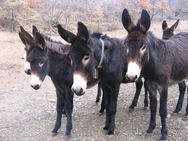 Ânes de race catalane; symbole de la Catalogne - CC BY-SA 4.0 - CeGe