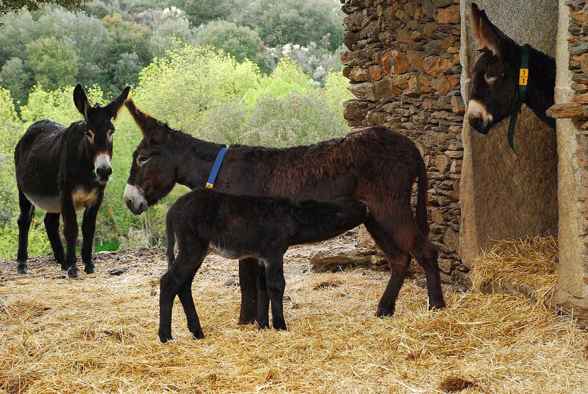  Âne Miranda, Equus africanus asinus, sous-espèce domestiquée portugaise de l'âne africain - CC BY 3.0 - Aloisio