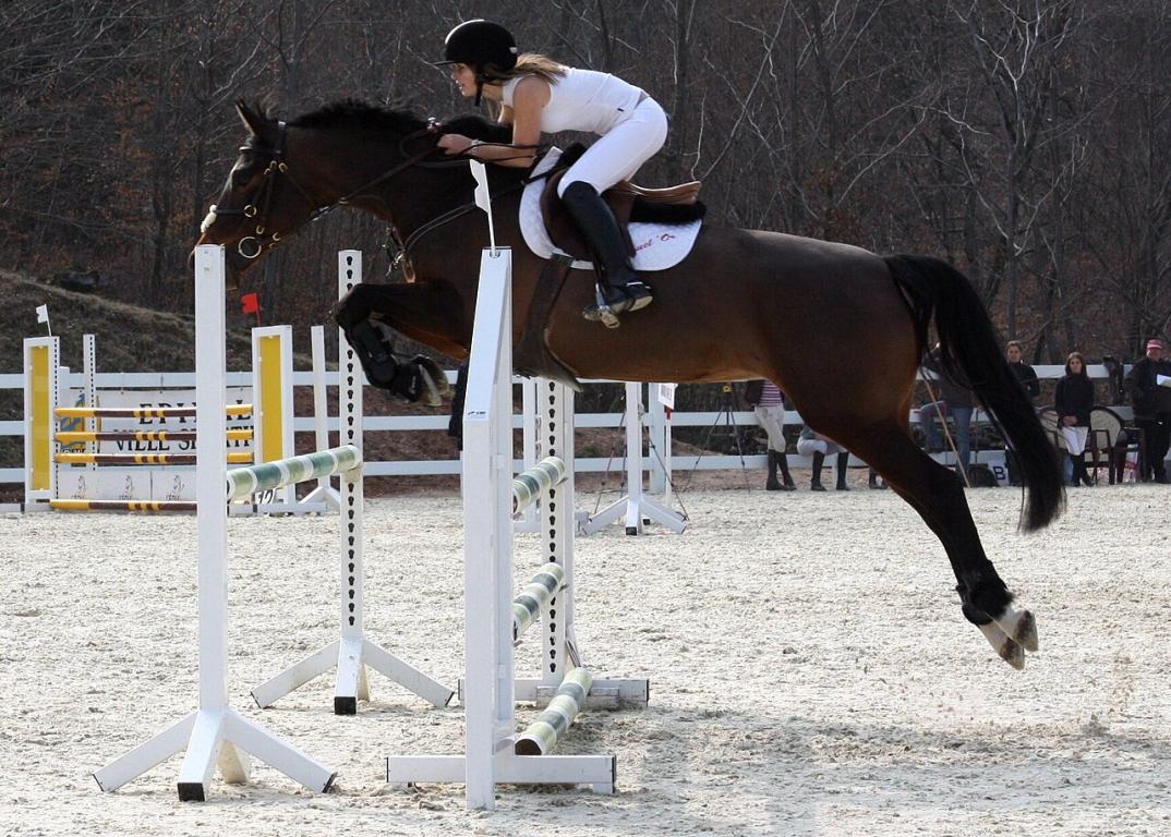 Anglo-Arabe en compétition de saut d'obstacles - CC BY-SA 3.0 - Eponimm
