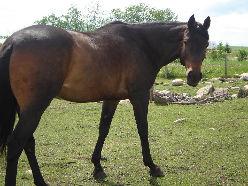 Jument Anglo-arabe bai-brun. - CC BY 2.0 - muddypawed