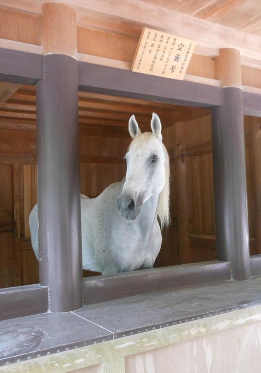 Ce cheval est Shinme, ou Cheval Divin, dans le temple d'Ise. Son nom est Soraisamugo. - CC BY-SA 4.0 - Miyuki Meinaka 
