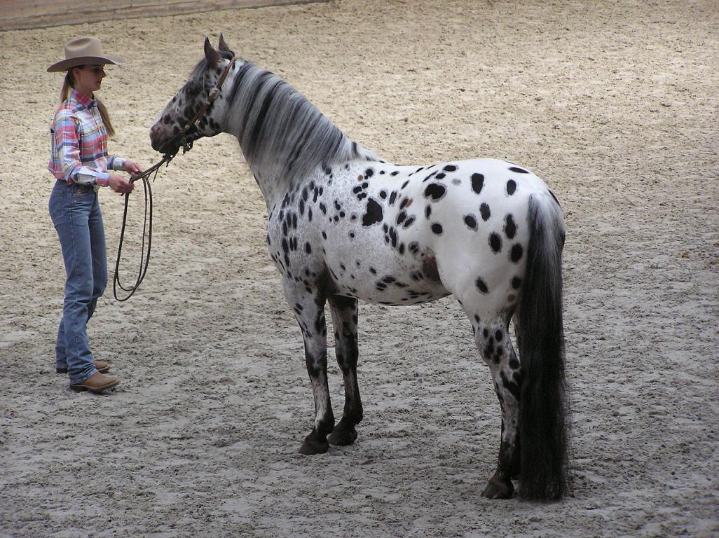 Appaloosa étalon - CC BY-SA 3.0 - Karakal 