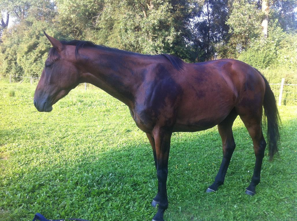 Ushuaïa Bleue, jument AQPS née en 2008, propriété de Chloé Lepan. - CC BY-SA 3.0 - Chloe.lepan 