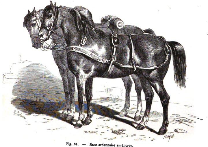Gravure d'un cheval Ardennais « amélioré » en 1861.