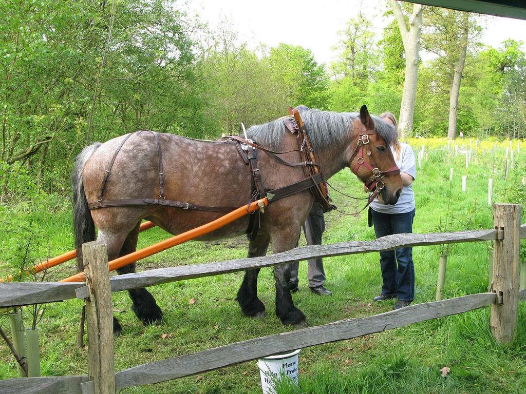 Harnachement d'un Ardennais avant sa mise au travail dans les champs. - Julian Tysoe 