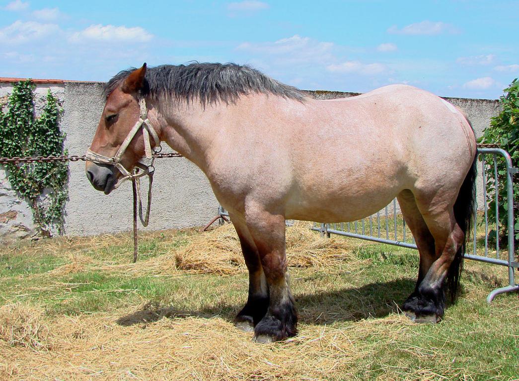 Cheval ardennais rouan, endormi debout. - Vassil — Travail personnel