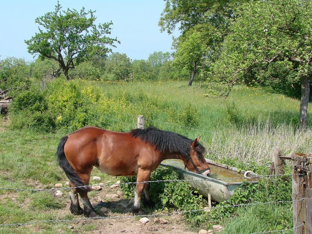 Jument ardennaise au pré.- Vassil — Travail personnel