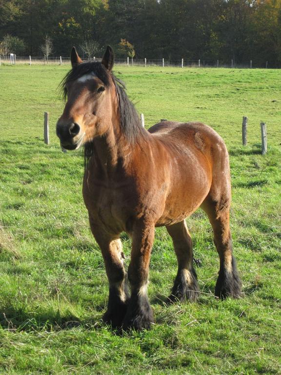 Horse image