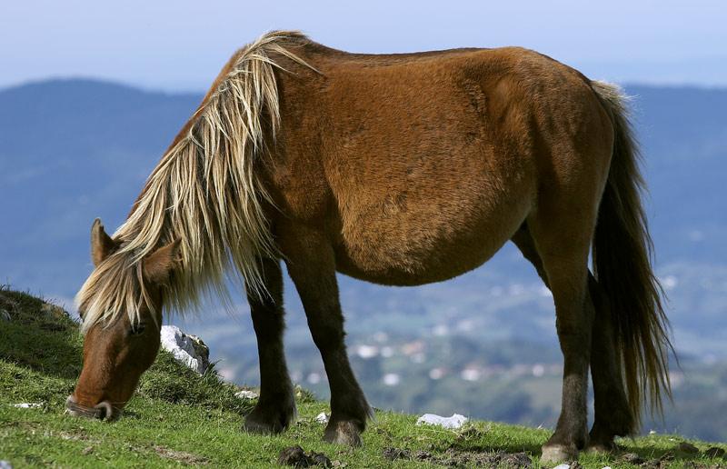 Poney Asturcón bai silver, dans son environnement naturel. - Domaine public - fagf 