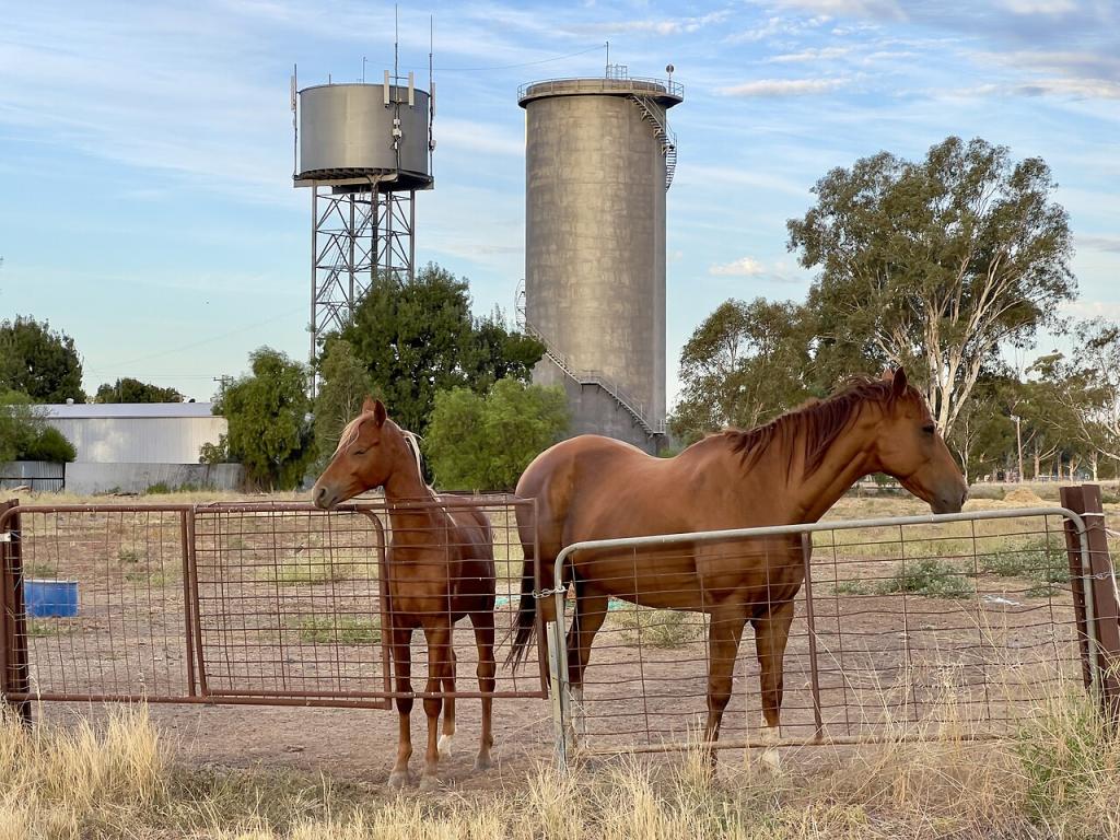 Australian Stock Horse and Water towers in Jerilderie, 2023  - CC BY-SA 4.0 - Photo : Kgbo 