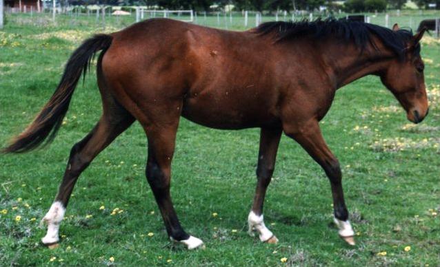 Australian Stock Horse 3 year old colt by Aushorse Horse Photos - CC BY 2.5 - Photo : Aushorse