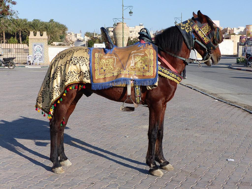 Cheval Barbe bai paré pour une fantasia, à Tozeur - CC BY-SA 4.0 - Tsaag Valren