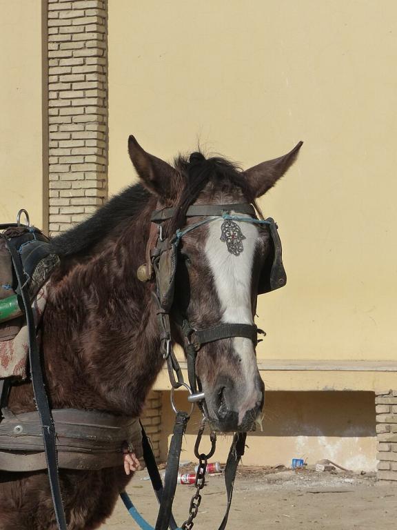 Tête d'un jeune Barbe de deux ans, tractant un attelage touristique à Tozeur, en Tunisie. - CC BY-SA 4.0 - Tsaag Valren 
